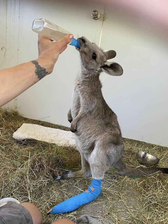 "A Kangaroo That Was Saved From A Fire"