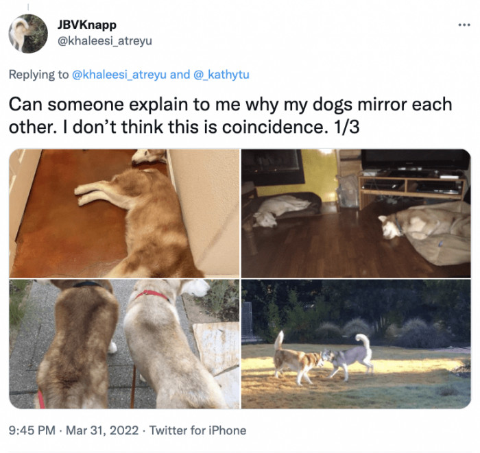 My Dogs Mirror Each Other