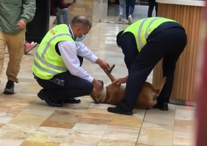 Andrea Neira, an employee of one of the shops in the plaza, spotted a cheerful yellow-brown pup strolling on the walkway.