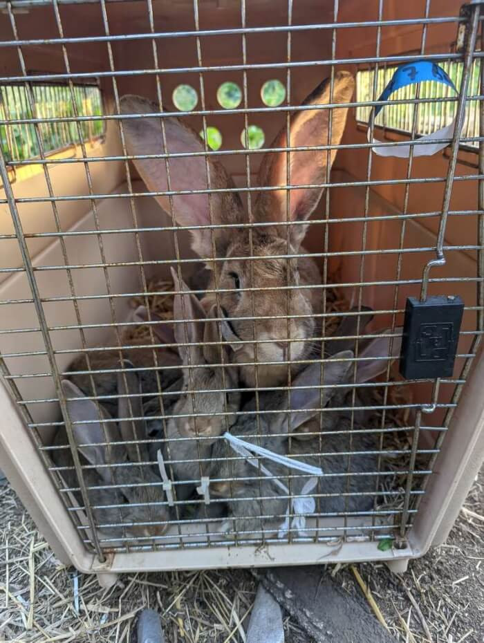 The rescue workers took them to a vet clinic for check-ups and evaluations