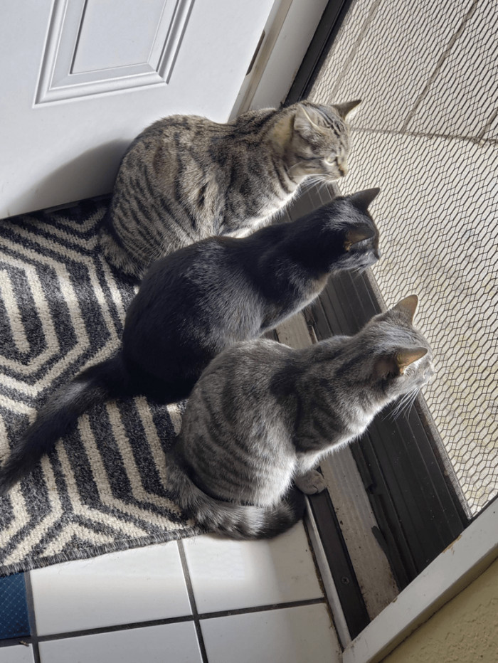 Here are the three kittens found and fostered together