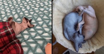 12 Sphynx Cats Show Why Hairless Cats Are Superior
