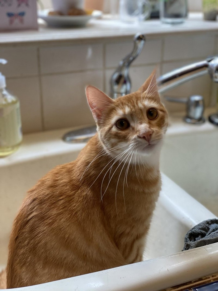 6. Hi hooman, it's not what you think. I just want to chill in here.