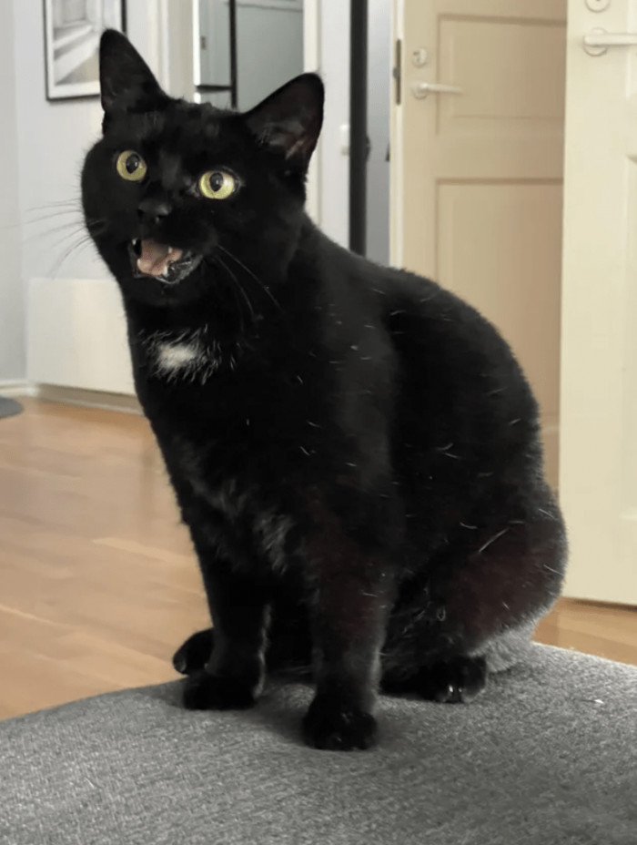"*Cat yelling noises*"