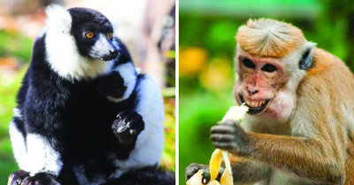 10+ Awesome Hilarious That Would Make Excellent Zoom Backgrounds