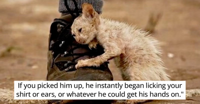 Even though Everyone Warned Him Not To Touch The “Ugly Cat,” This Man Didn’t Listen