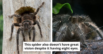 Here’s A Look At The World’s Largest Spider That’s Moved Into Northern South America