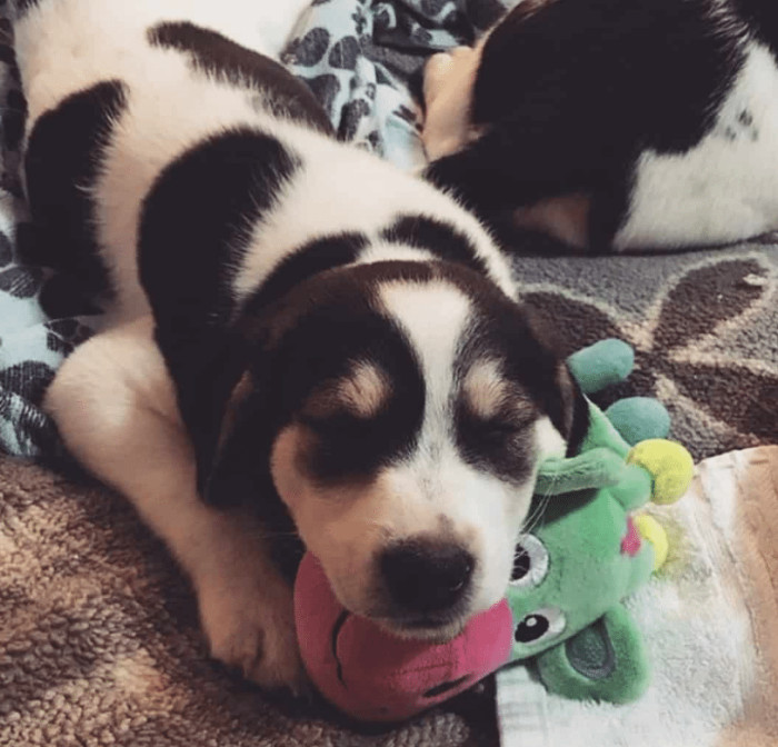While These Adorable 'Cows' Are in Their Care, the Couple Takes Immense Pleasure in Their Delightful Company