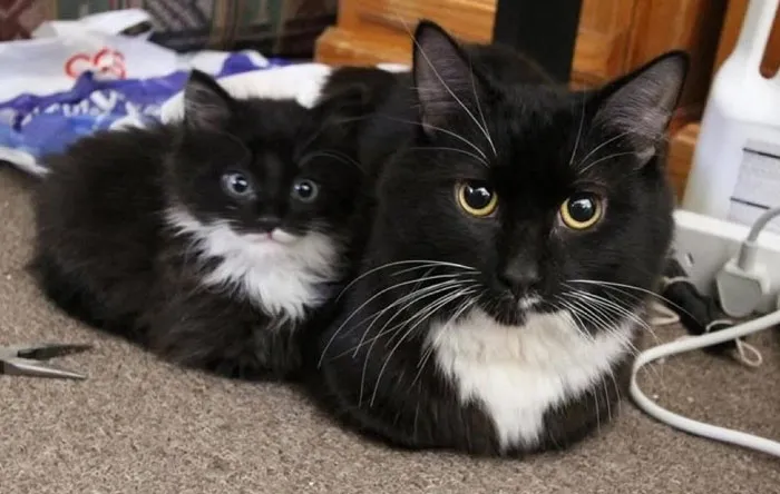 17. Copycat caught learning from the master.