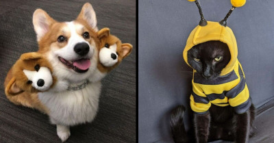These 30 Adorable Pets Are Stealing The Spotlight With Their Creative Halloween Costumes