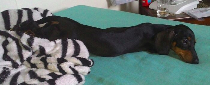 "The Wiener Dog Melted On My Bed"