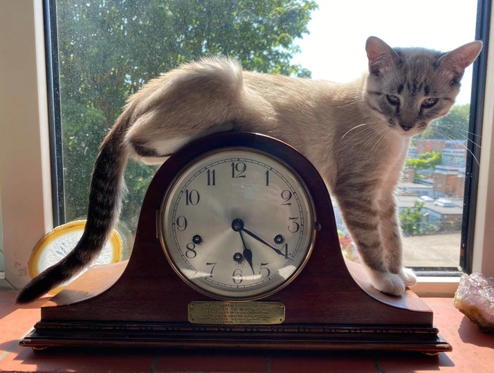 16. “This is my cat’s favorite spot to sit. Is it comfy? No one knows.”