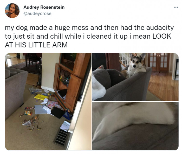 He knows he's the boss of the house, and you're just the maid cleaning up the mess he creates whenever he pleases