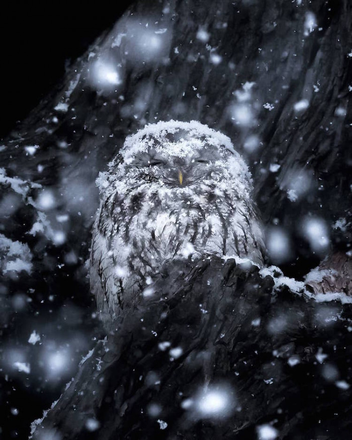 11. This owl is basking in the weather