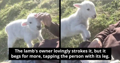 Over 20 Million People Are Gushing Over This Adorable Video Of A Little Lamb Asking His Owner For More And More Pets