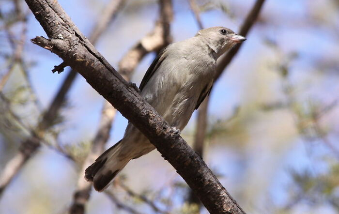 9. Honeyguides