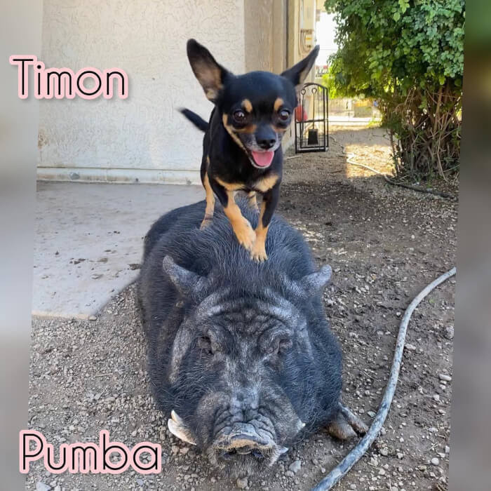 Chihuahua and Pig Are Indeed Close-Knit