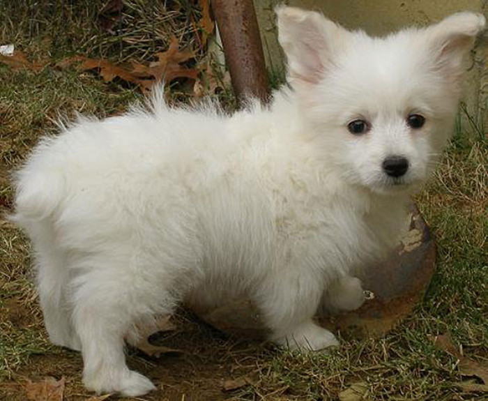 22. Corgipoo, which is a Toy Poodle & Corgi Mixed Breed Dog