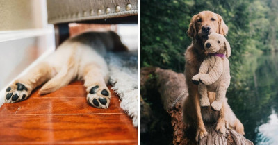 16 Pictures Of Golden Retrievers That Are So Adorable Your Heart Will Burst With Joy