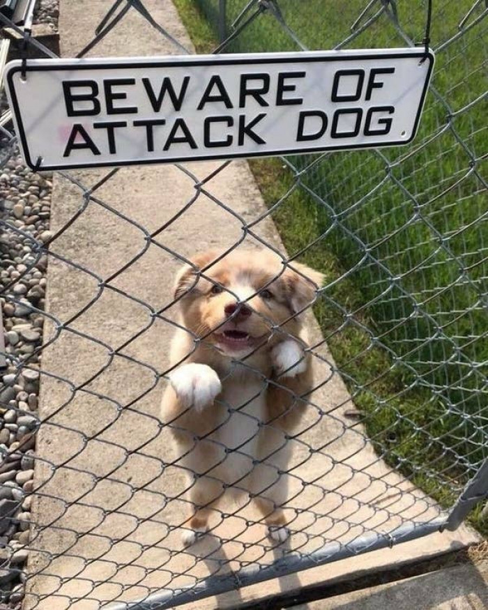 6. "Beware of attack dog!"