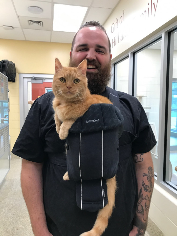 Dougie, a 15-year-old ginger cat, loves to be held. So, the shelter staff had to come up with a way to get their errands done while holding him at the same time.