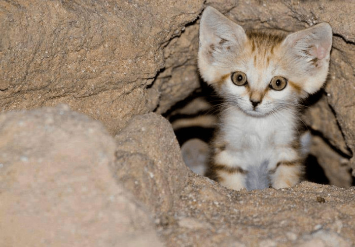 2. "The sand cat... one of the rarest and most endangered species of cats..."