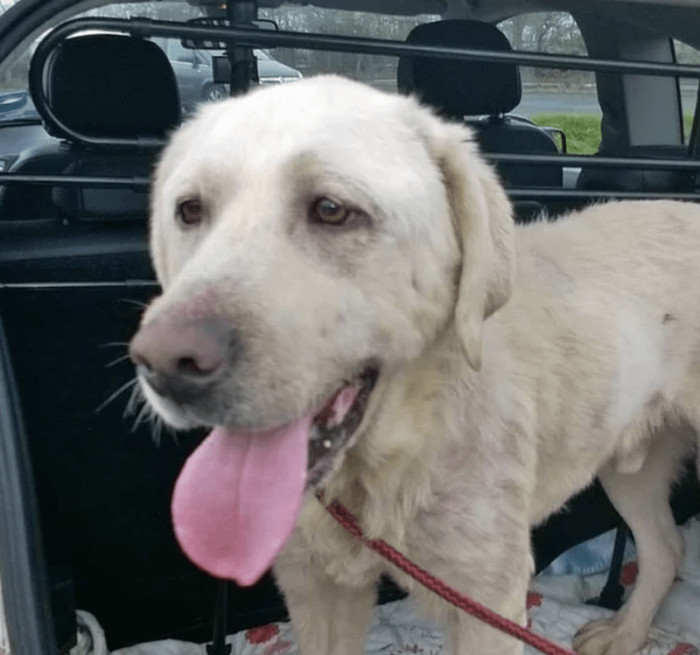 From a beaten-down, abandoned puppy to a healthy, thriving, and happy doggo.