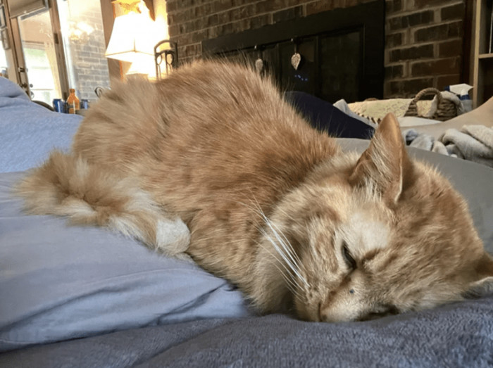 2. "My friend's cat, Skittles. He takes up most of my phone storage."