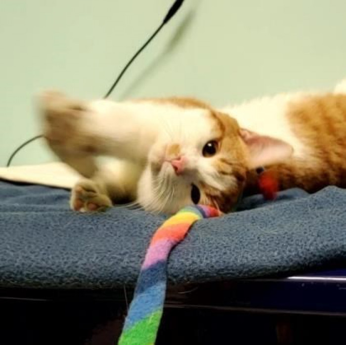 Tabby cats have unique personalities