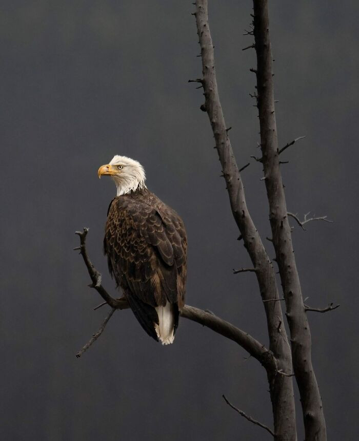 “Unwavering Eye” By Jason Marino