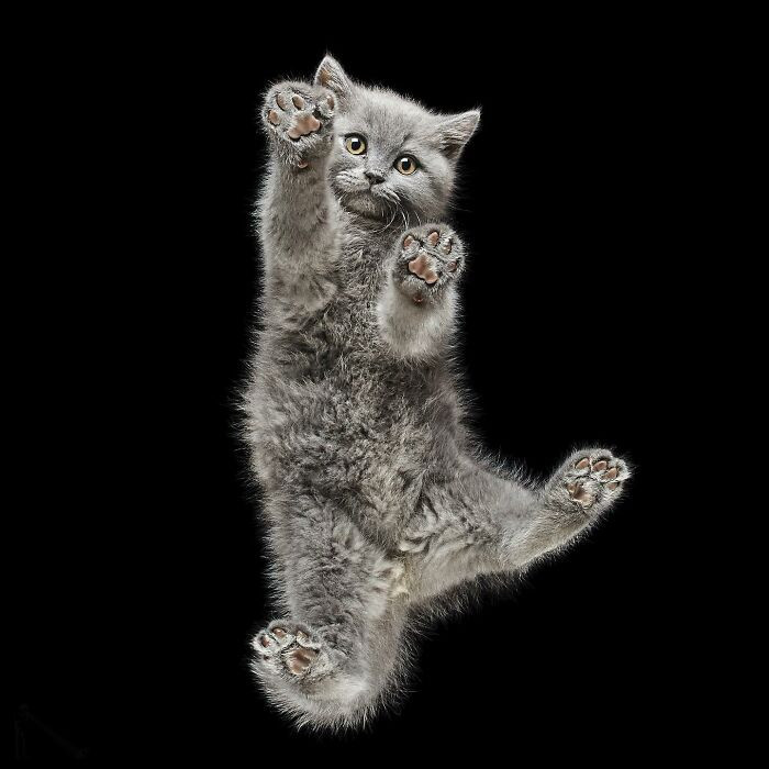 29. “This kitten didn’t fall — it’s just demonstrating zero-gravity cuteness.”