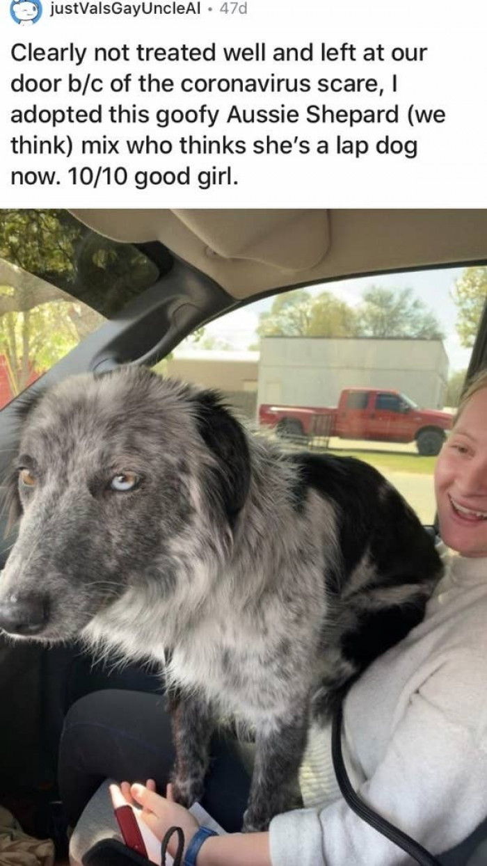 15. This lapdog found a forever home.