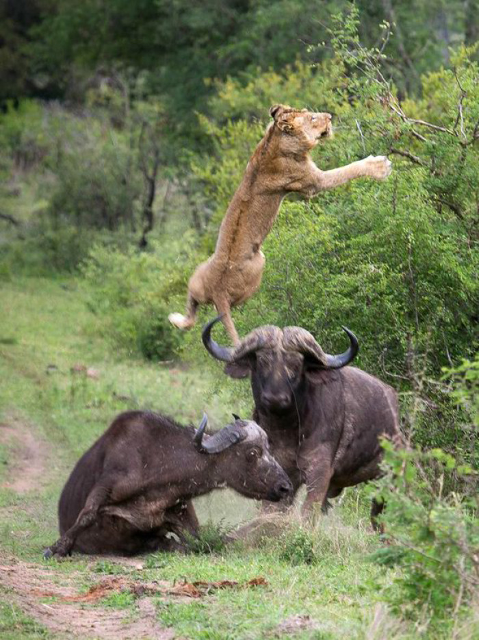 The man managed to capture a lion being flipped five meters into the air by a buffalo