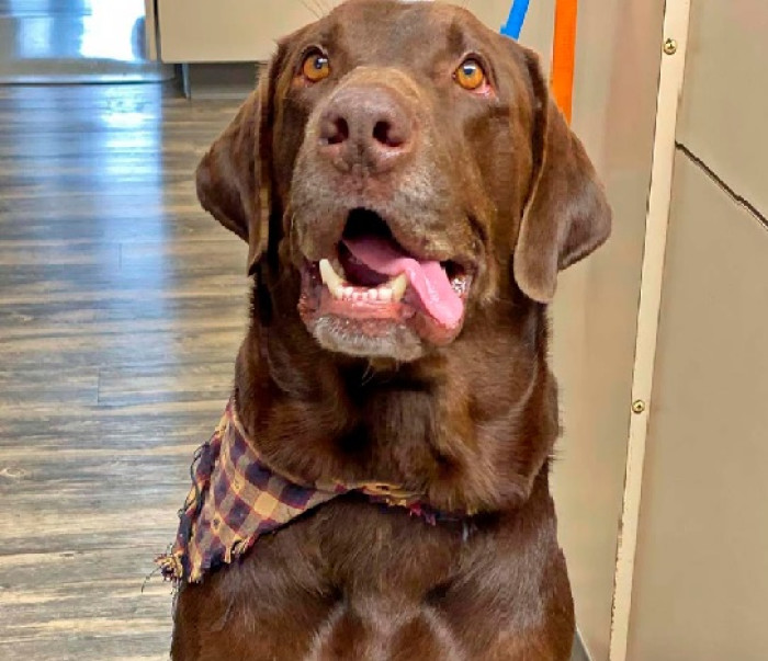 Woman Linda receives matching photos of Twixx with a scar on his head