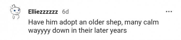 10. Adopting an older Shepherd