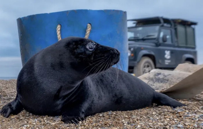 Nearly a dozen of black seal pups has been recently discovered by rangers at the Blakeney Point