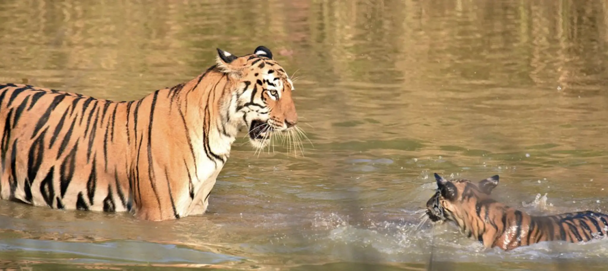 The moment was caught on camera by Ninad Sane, an amateur photographer from Mumbai.
