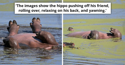 Hippo Floats On Its Back And Soaks Up The Sun