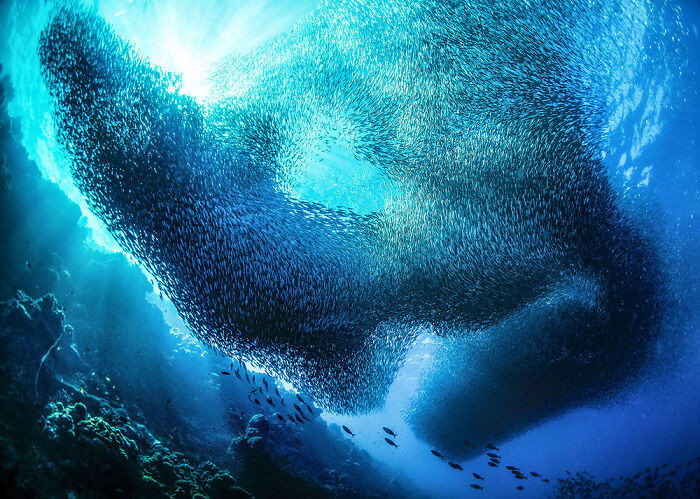 Highly Commended, Wildlife, Sealife, Birdlife Portfolio: Giacomo Marchione, Italy