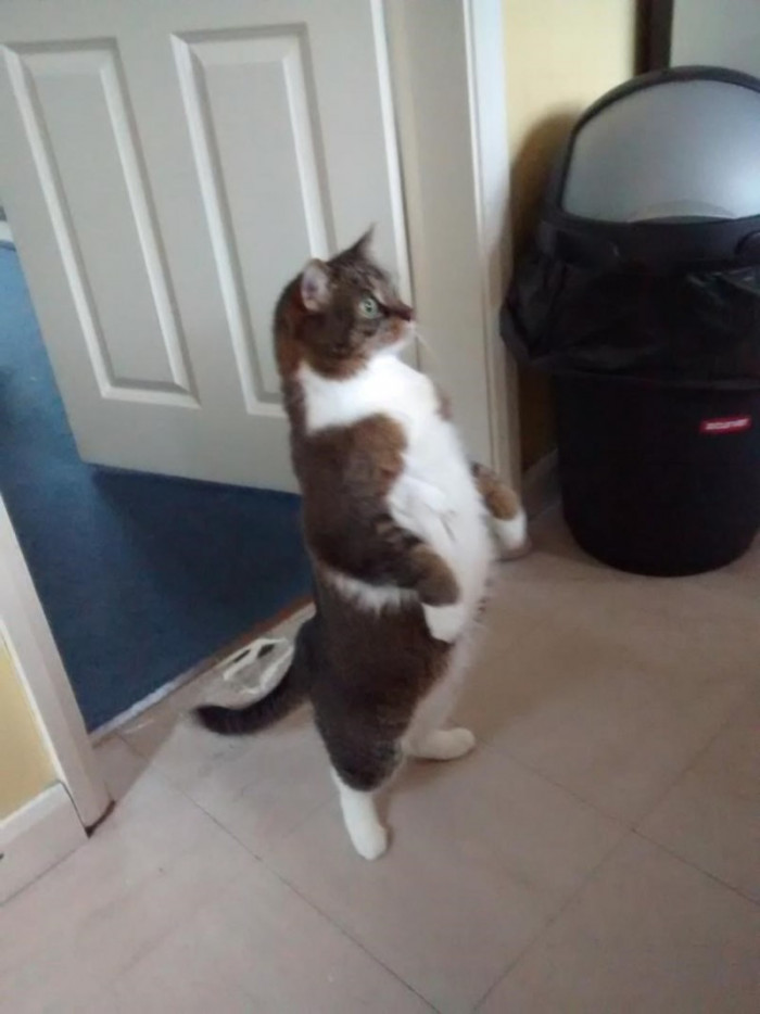 2. Hey human, the last meal was like half an hour ago, and someone is obviously hungry now