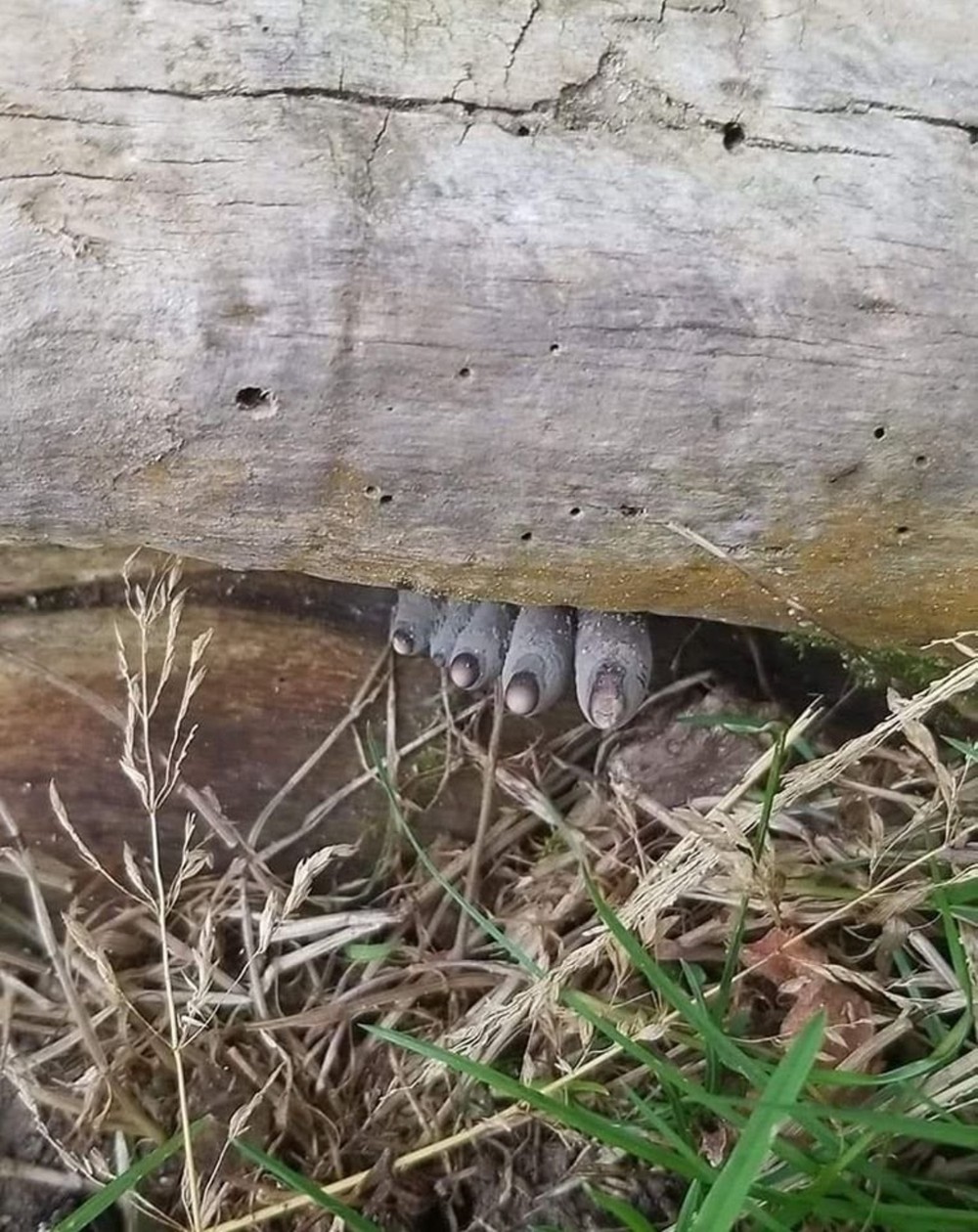 Regan Daniels of North Carolina posted stunning mushroom photos on Facebook's Mushroomcore group, gaining rapid popularity.