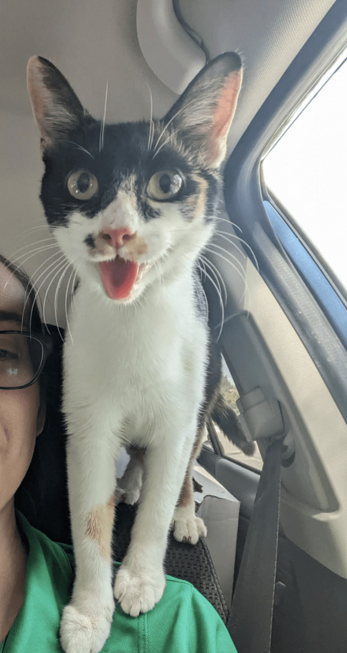 1. “This adorable pregnant girl showed up outside my office yesterday begging for help. I couldn't resist! She's now happily settled in my spare room.”