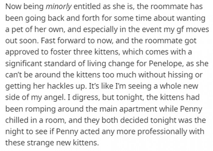 The roommate decided to adopt three kittens, and Penny was supposed to live with them, which she was not used to.
