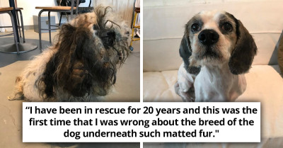 Horribly Matted Homeless Cocker Spaniel Becomes Three Pounds Lighter After Two Hours Of Meticulous Medical Grooming