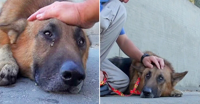 Biggie, the German Shepherd, was trapped in the Los Angeles River.