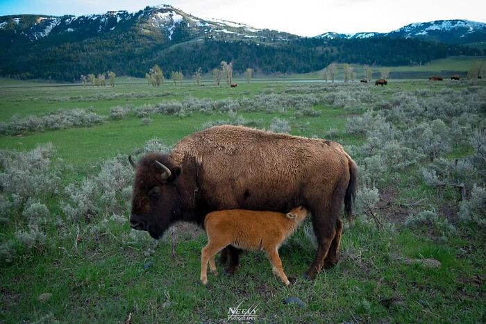 "It's springtime in Lamar Valley."
