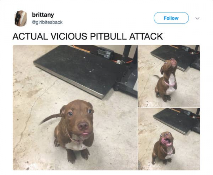 9. So scary. Just look at this dog...
