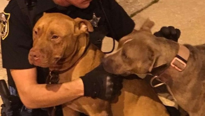 The cop saw the two on the side of the road. They were snuggled up to one another.