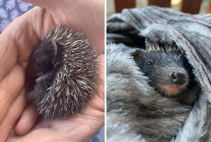 "Rescued A 2-Week-Old Hedgehog. Hope It's Thriving In The Wild Now, We Did Our Best Even If It Wasn't Perfect"