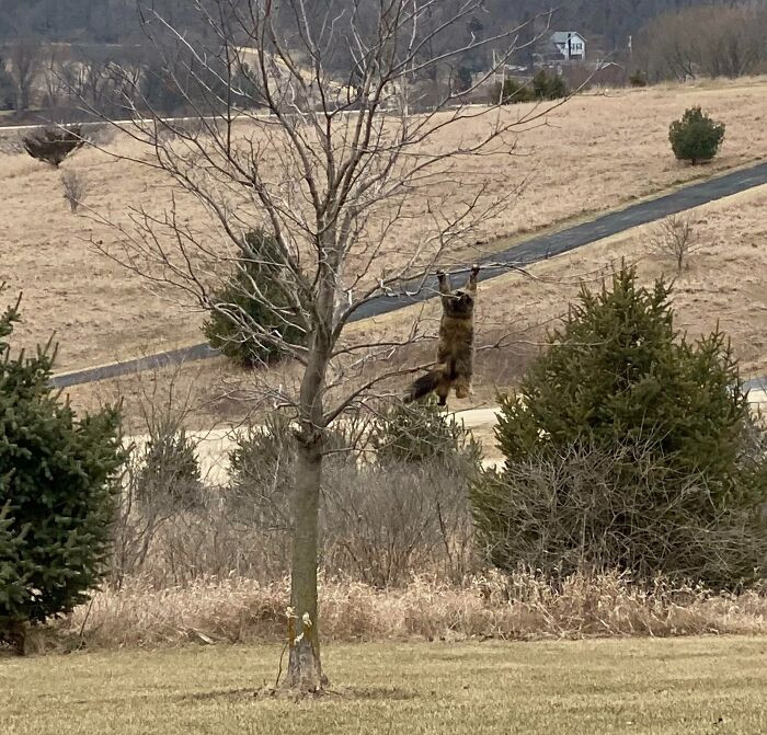 "Today We Couldn’t Find Our Cat So We Looked Out The Window And"